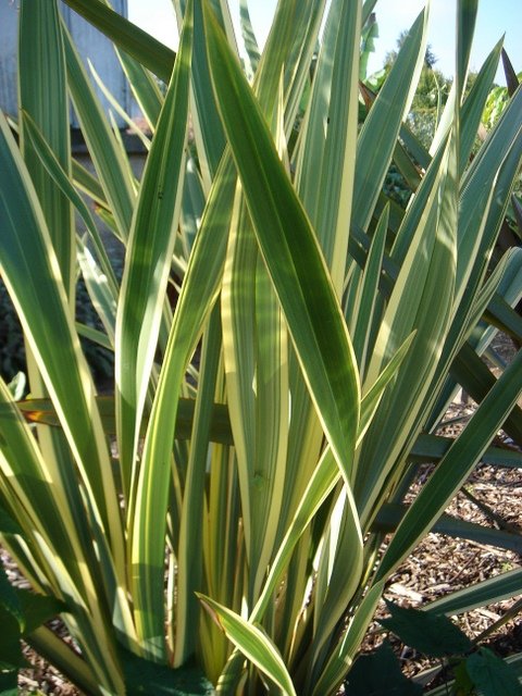 Phormium tenax 'Variegatum'
